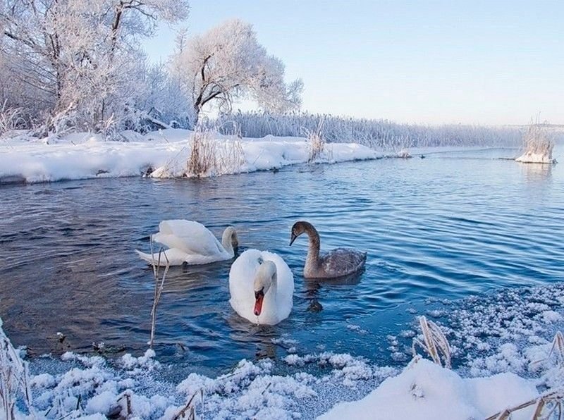 Картинки зимой на водоеме