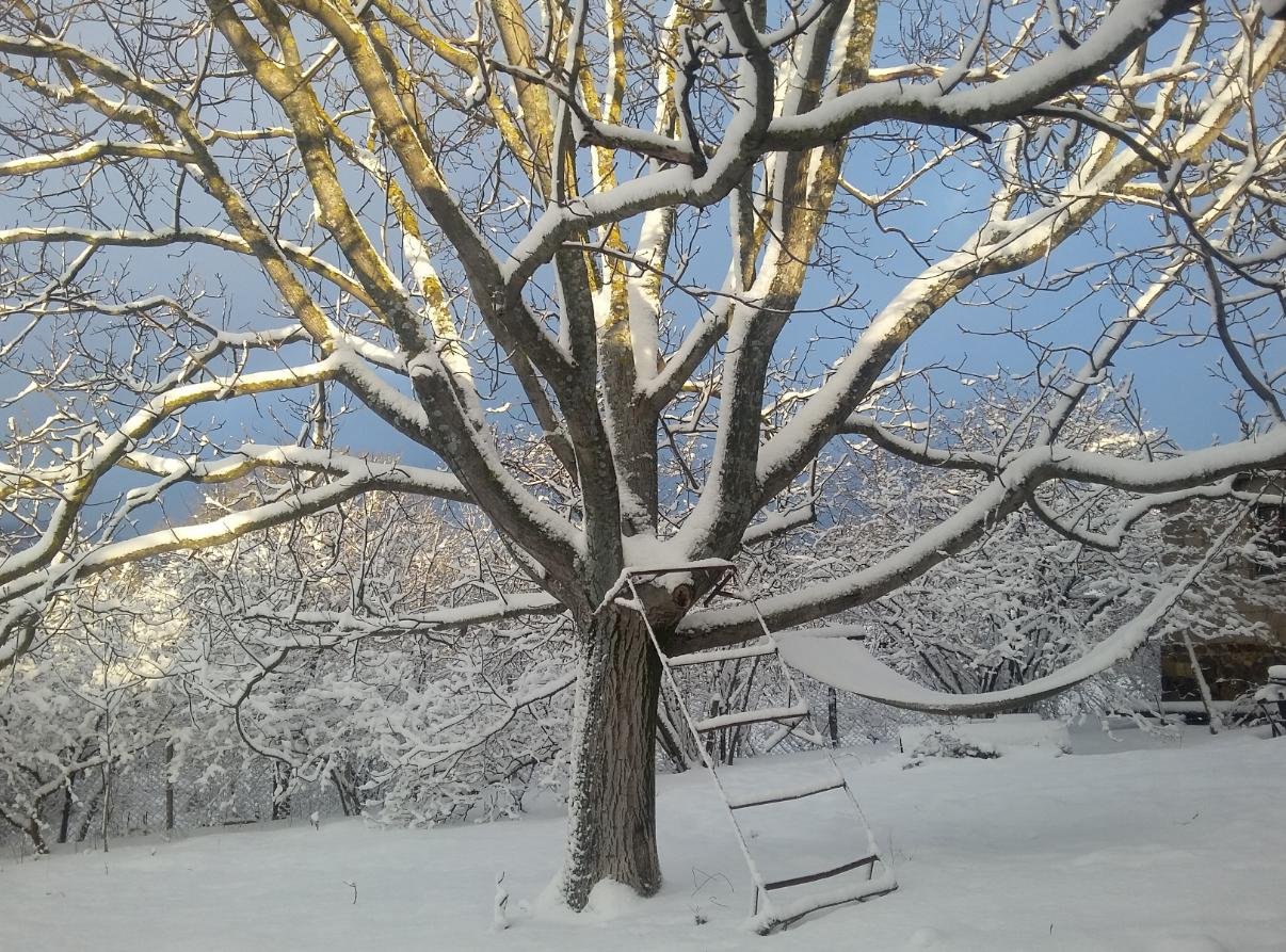 Маньчжурский орех дерево зимой