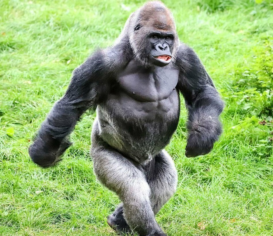Обезьяна природная зона. Сильвербэк горилла. Самец гориллы рост и вес. Шимпанзе горилла орангутан. Приматы горилла.