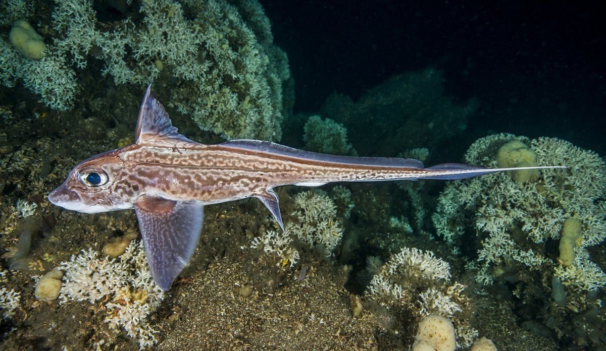 Европейская Химера (Chimaera monstrosa)