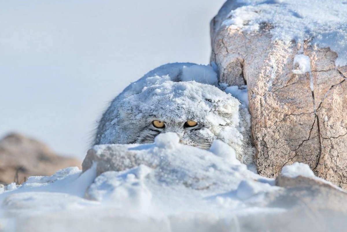 Кот Манул в снегу