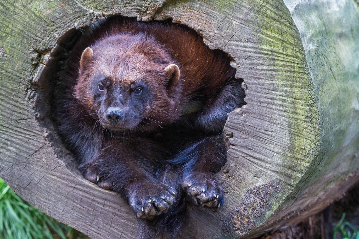 Росомаха в карелии фото животное