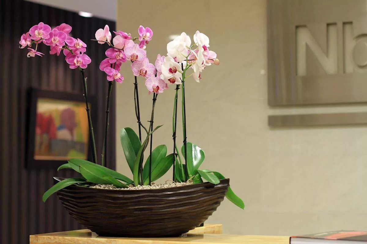 Несколько орхидей в одном большом горшке фото