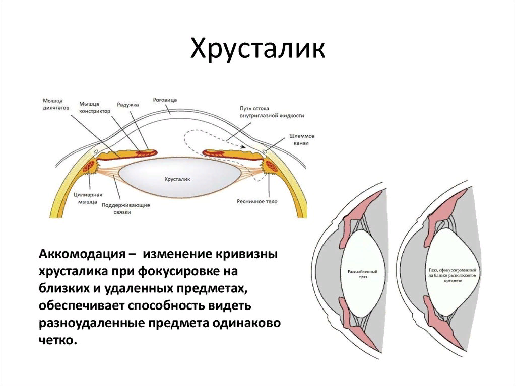 Роговица на схеме глаза