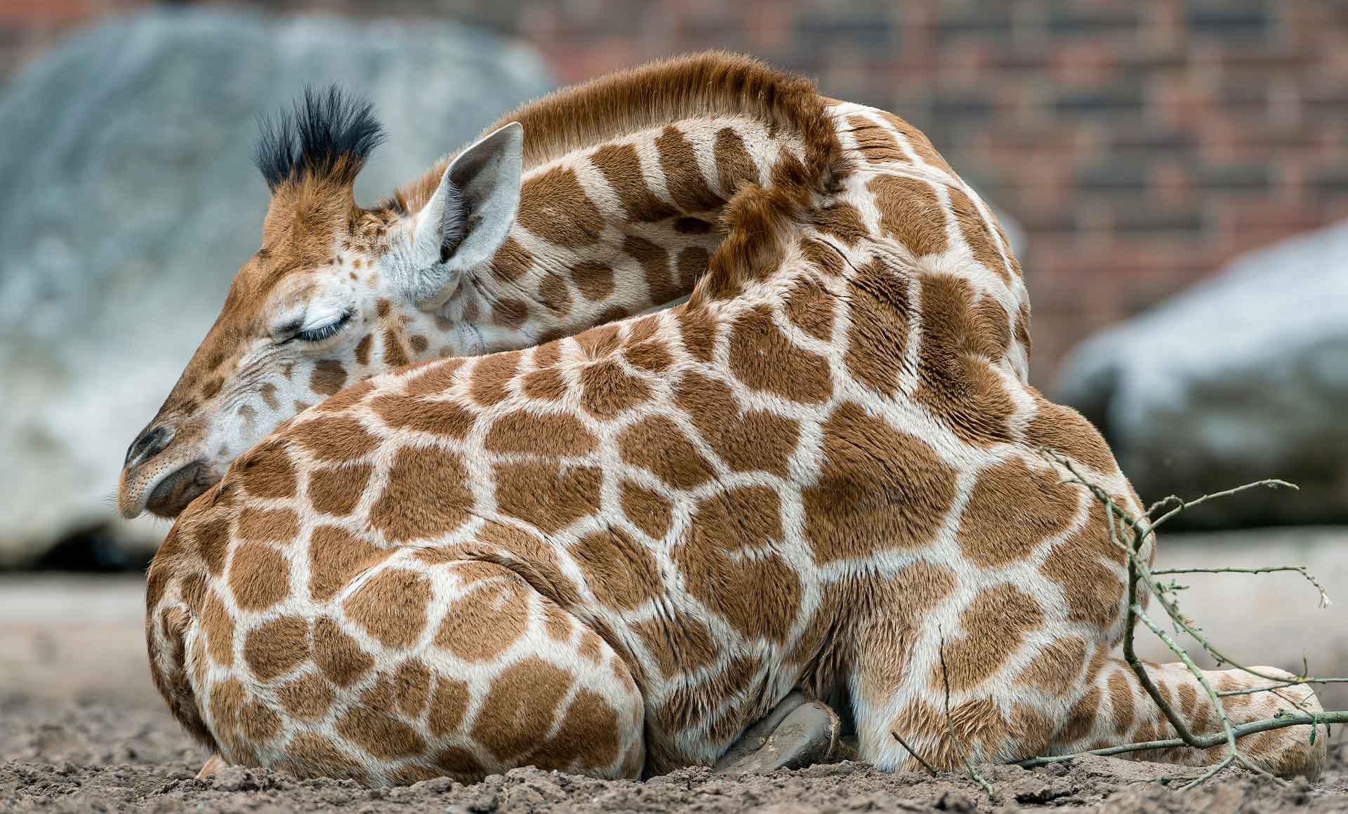 Спящие Жирафы