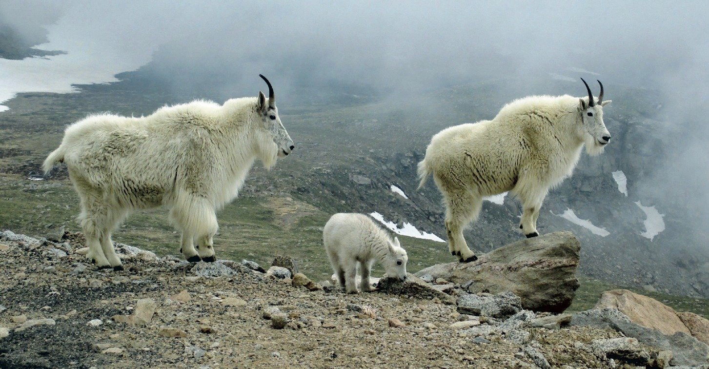 Снежная коза Северной Америки