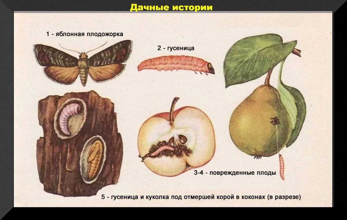 Черви слива. Яблонная плодожорка куколка. Фенология яблонной плодожорки. Яблонная плодожорка жизненный цикл. Яблонная плодожорка на яблоне.