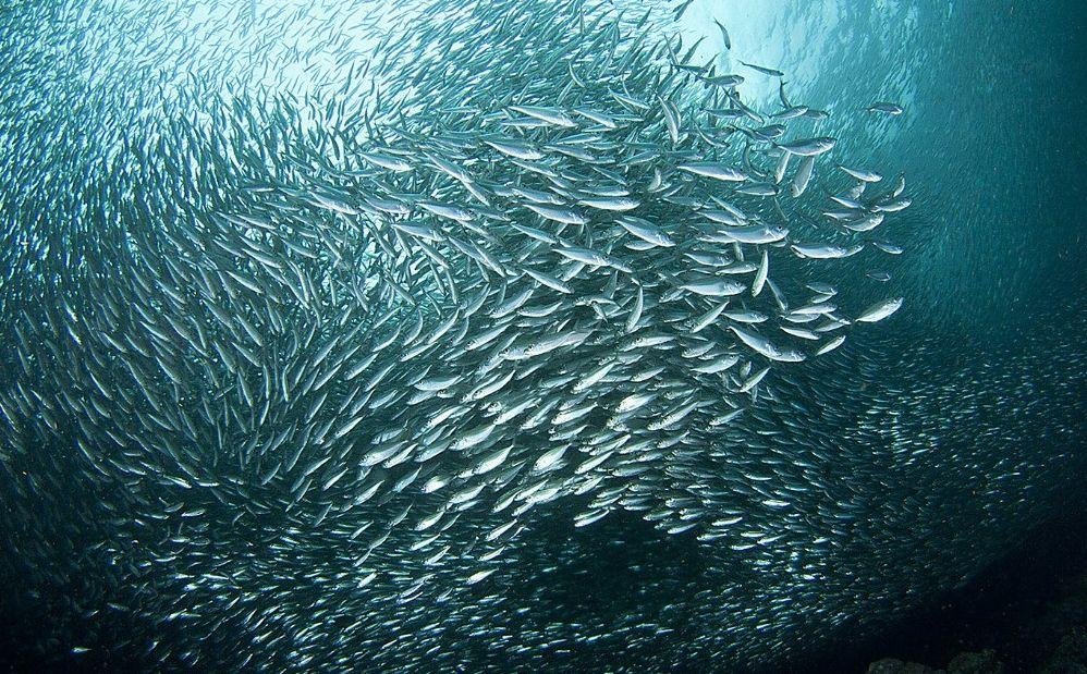 Сельдь в море