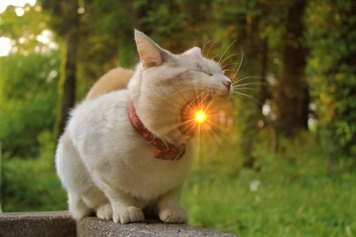 Звери под солнцем. Кот на солнышке. Котик на солнце. Котик на солнышке. Солнечная кошка.