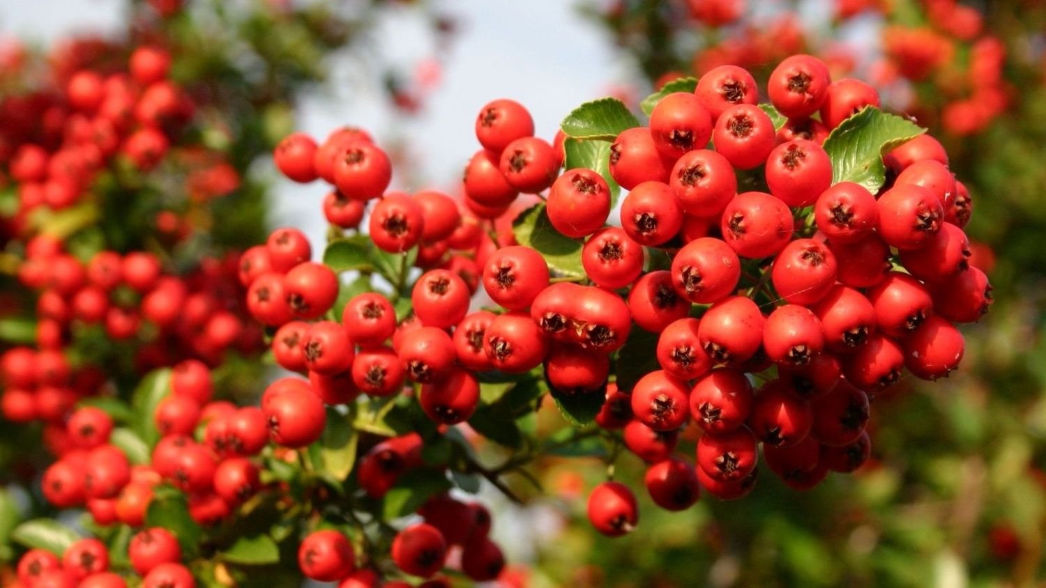 Пираканта Pyracantha