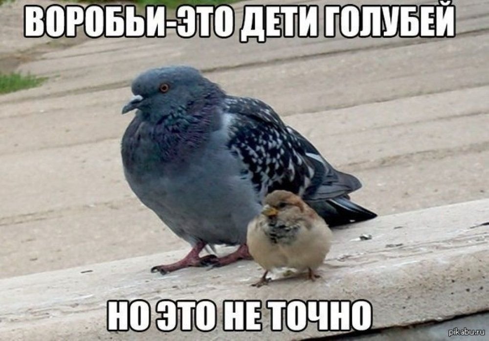 Это точно картинки