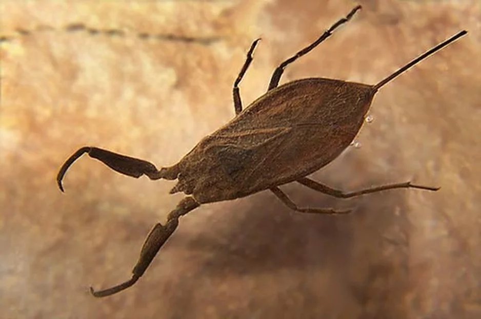 NEPA cinerea Linnaeus, 1758 – водяной Скорпион