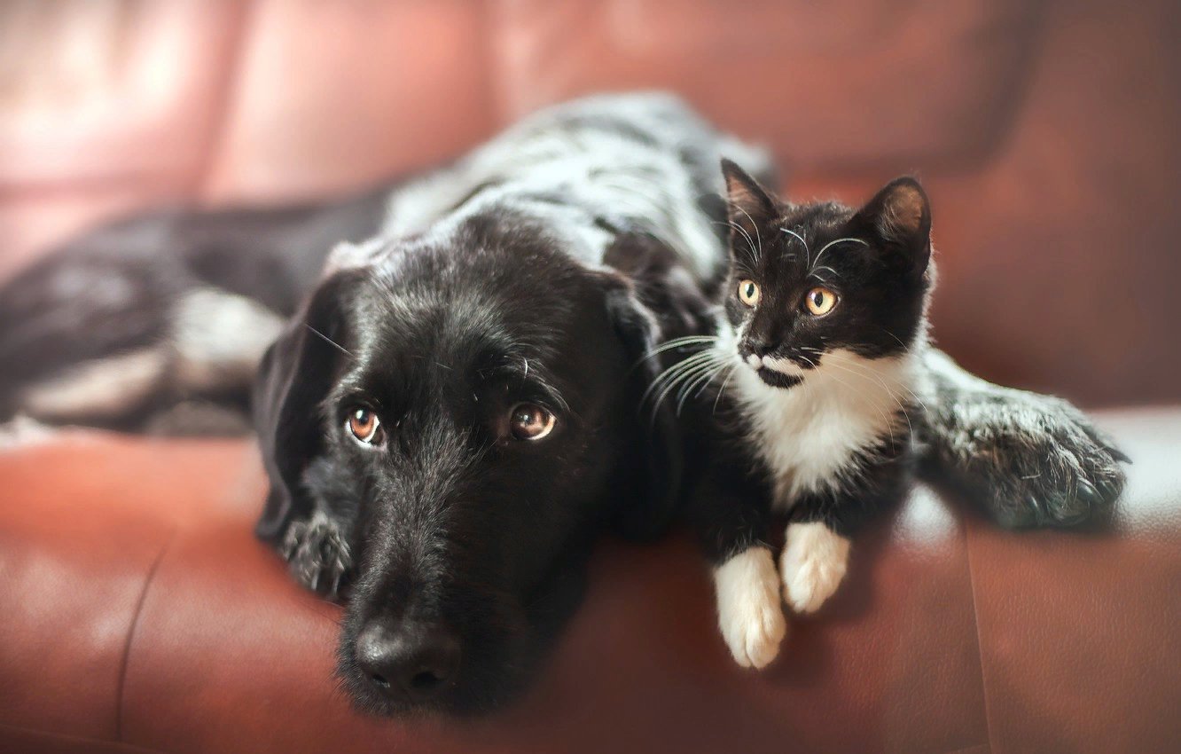 фотографии кошек и собак