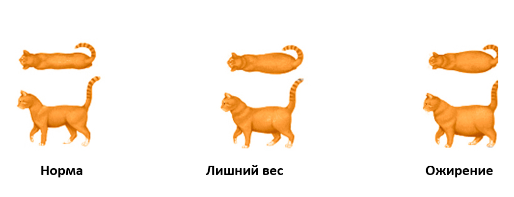 Какая форма кошки