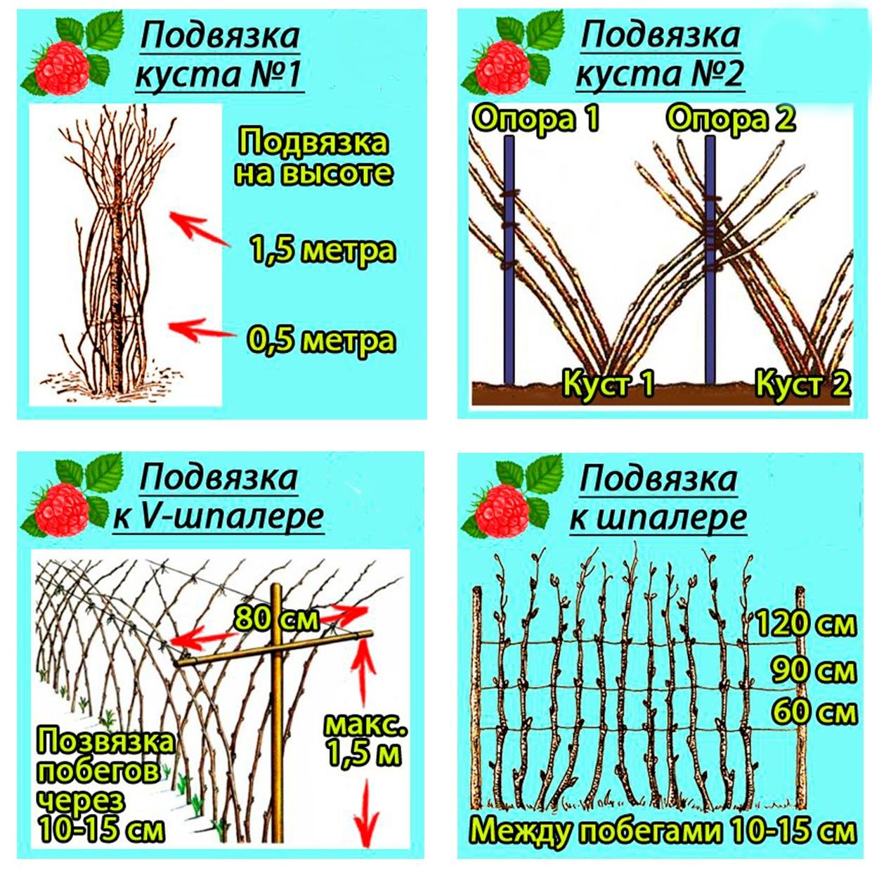 Схема подвязки малины