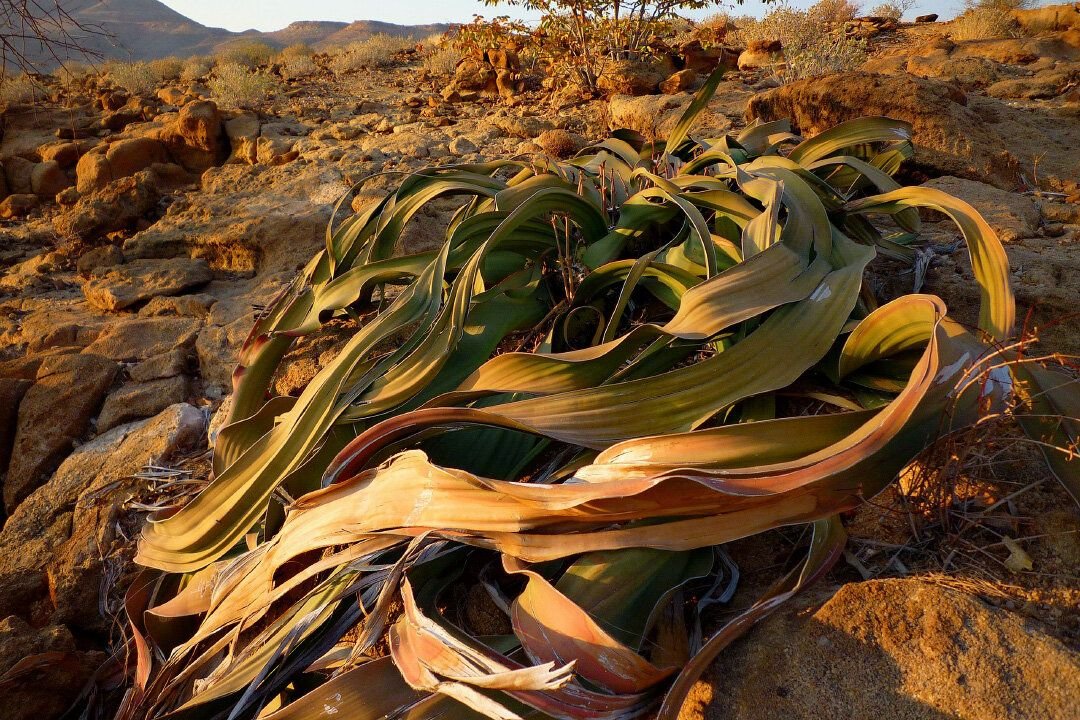 Какие растения в пустыне. Вельвичия удивительная (Welwitschia Mirabilis). Растение вельвичия удивительная. Пустыня Намиб вельвичия. Растение пустыни вельвичия удивительная.