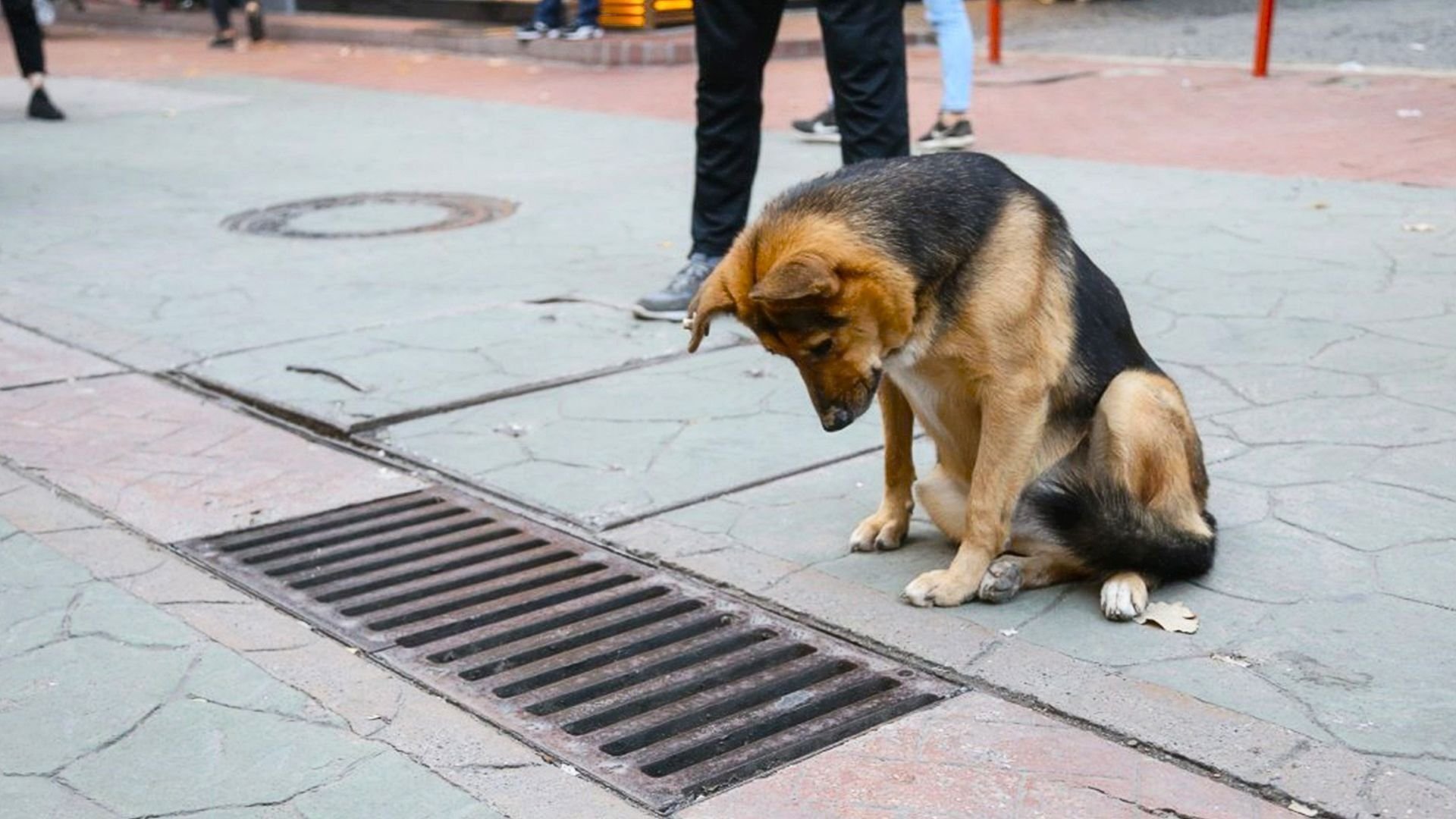 Уличные собаки в Италии