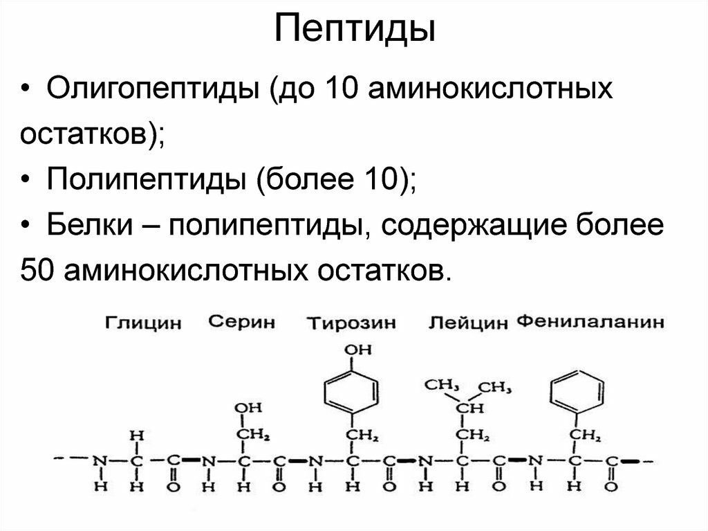 Олигопептиды. Пептиды олигопептиды полипептиды белки. Пептиды полипептиды белки разница. Пептид Олигопептид полипептид. Пептиды состав.