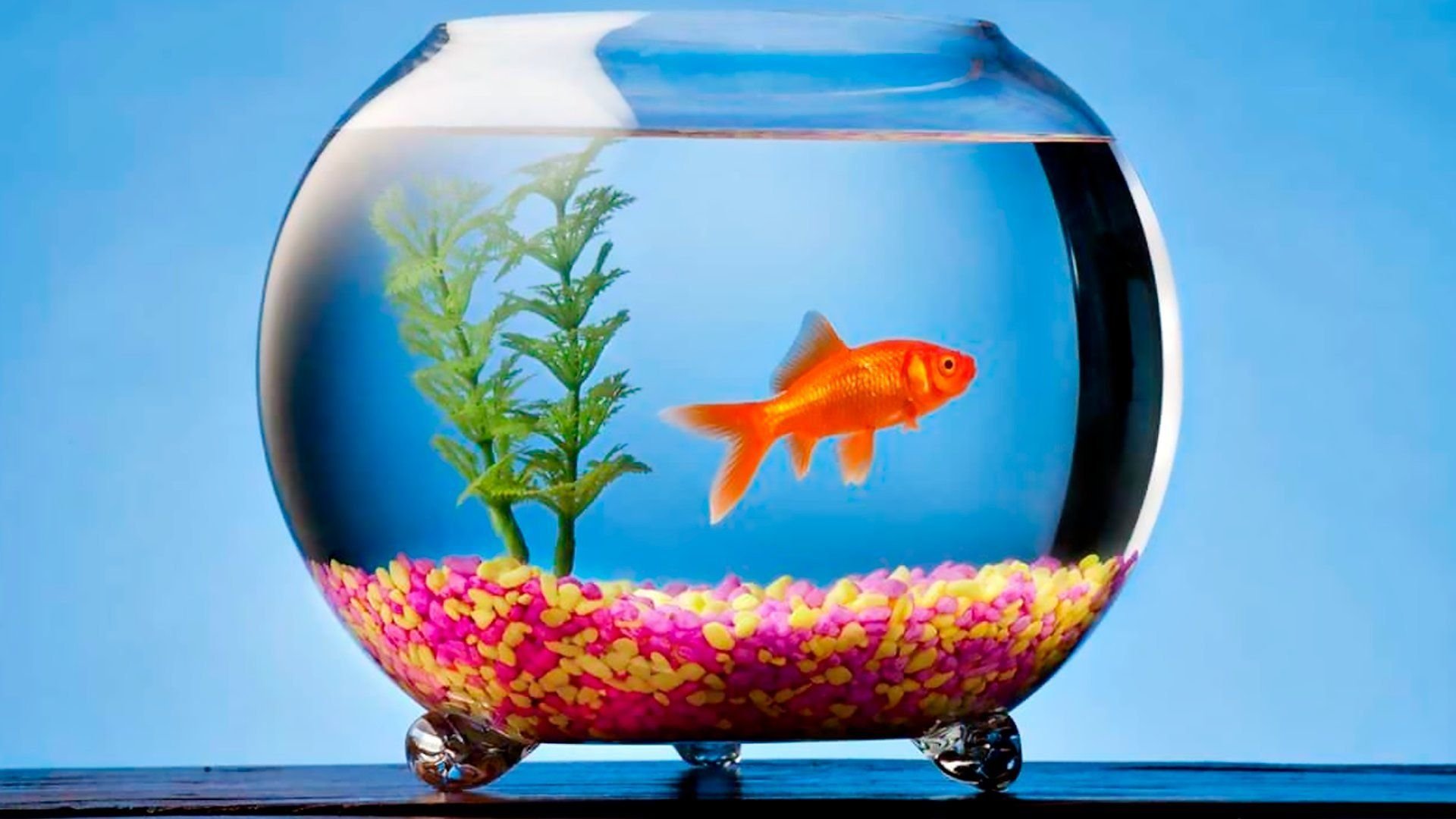 золотая рыбка в аквариуме. маленькие рыбки для аквариума. круглый аквариум. акваскейп макропод. рыбки в открытом аквариуме.