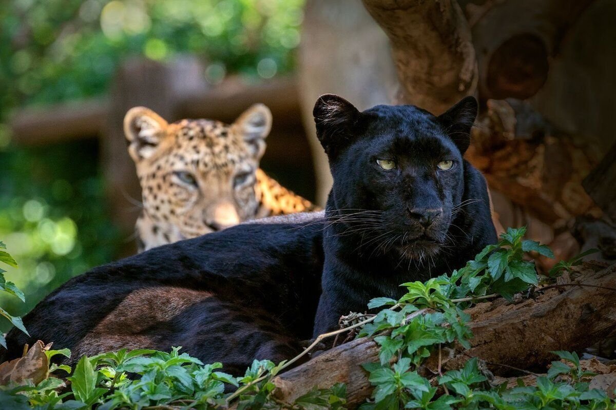 Черный леопард фото животного
