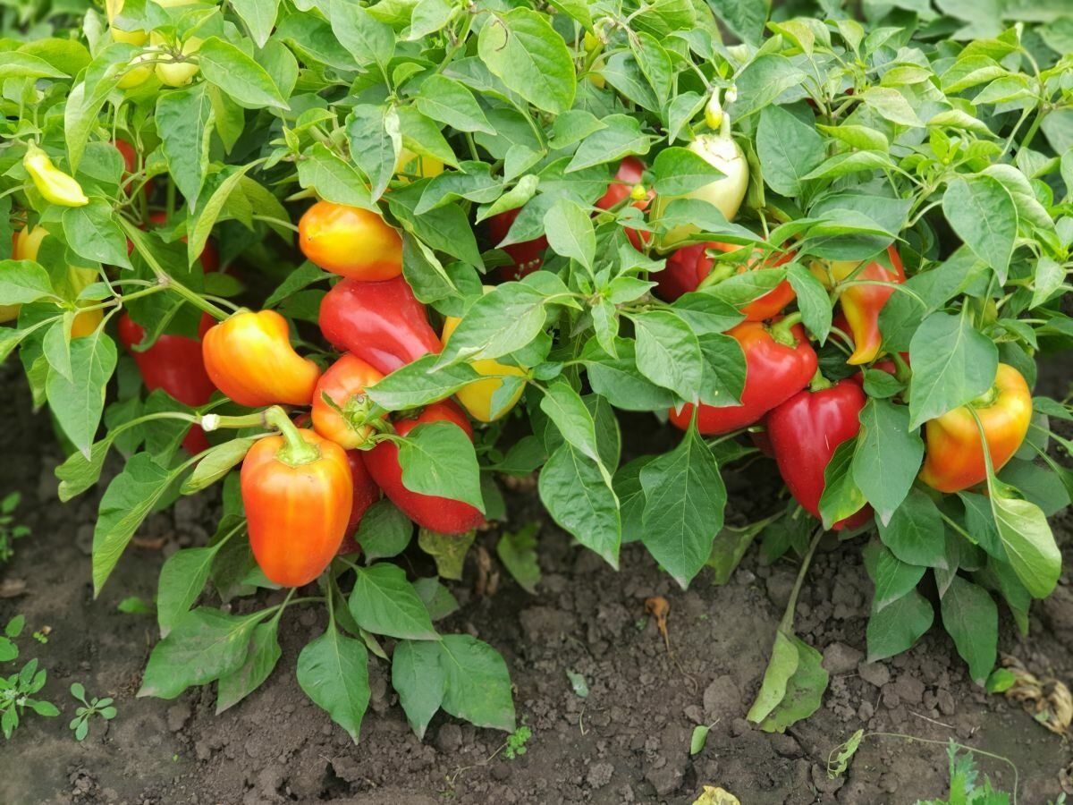 Перец силач. Перец силач фото. Томат силач. Перец силач описание сорта. Перец силач.