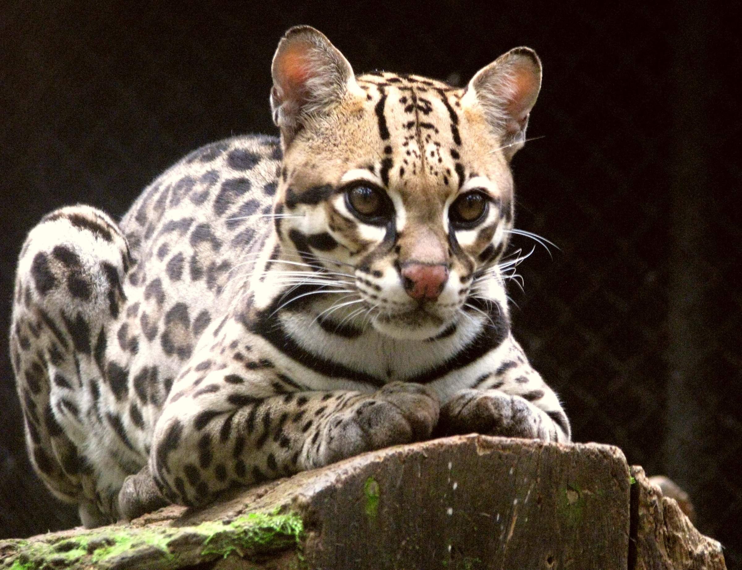 Все виды животных. Леопард онцилла. Леопард Оцелот. Оцелот (leopardus pardalis). Онцилла кошка.