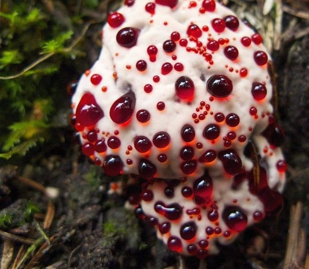 Ежовик кровоточащий / Hydnellum peckii