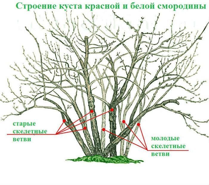 Где обрезать. Схема обрезки смородины весной. Обрезка смородины осенью схема. Обрезка красной смородины осенью. Схема обрезки крыжовника осенью.