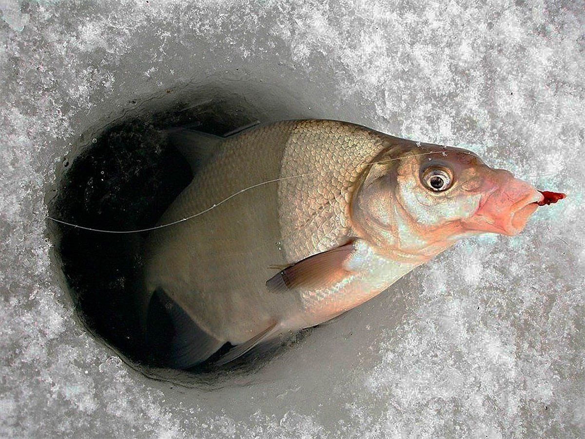 Рыб лещ ловить. Ангарский лещ. Зимняя рыбалка на леща. Ловля леща зимой. Рыба лещ на льду.