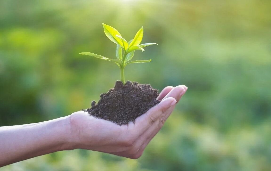 Черная земля рук не любит. Растение в руках. Растение в ладонях. Земля с растением в руках. Экология почвы.