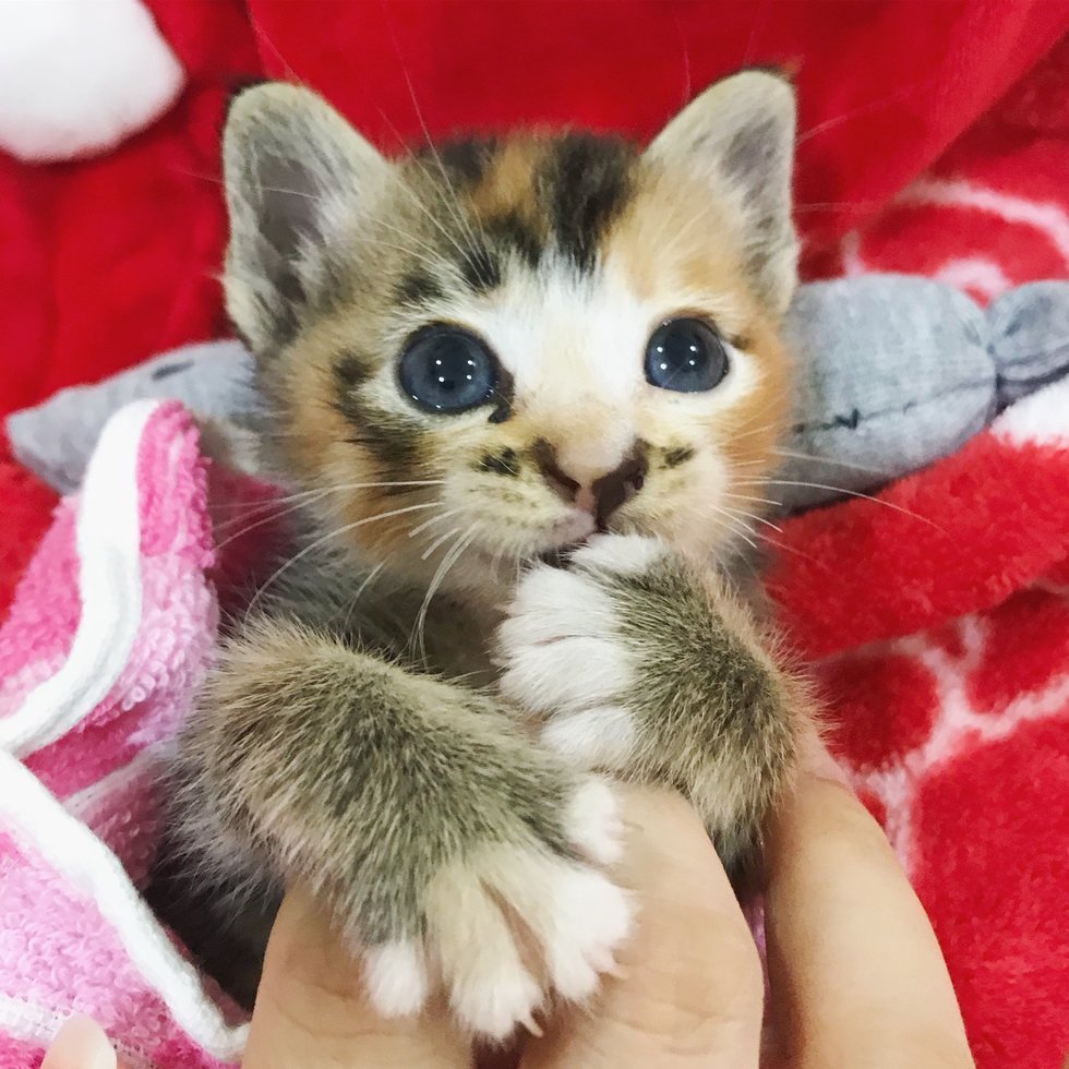 Включи котенок кот. Котёнок. Кошки маленькие. Маленький котенок. Маленькие миленькие котята.