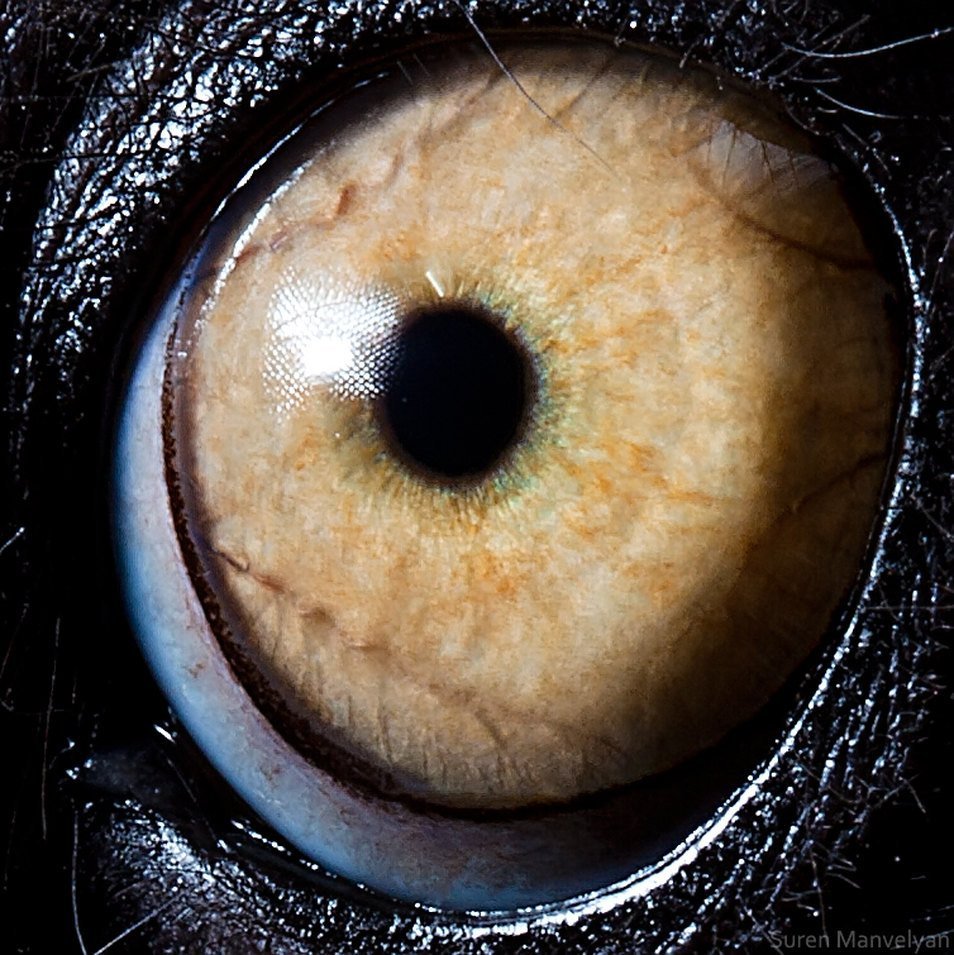 Камерный глаз животных