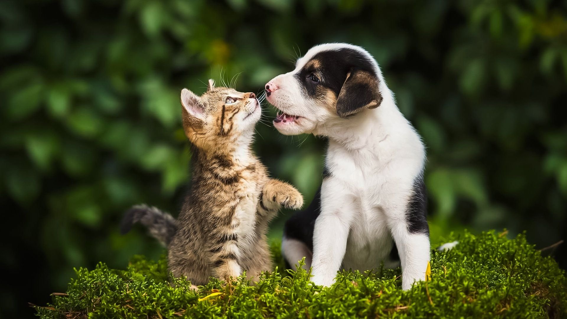 Кошечки собачки имена. Собачки и кошечки. Щенок и котенок. Животные вместе. Кошка.