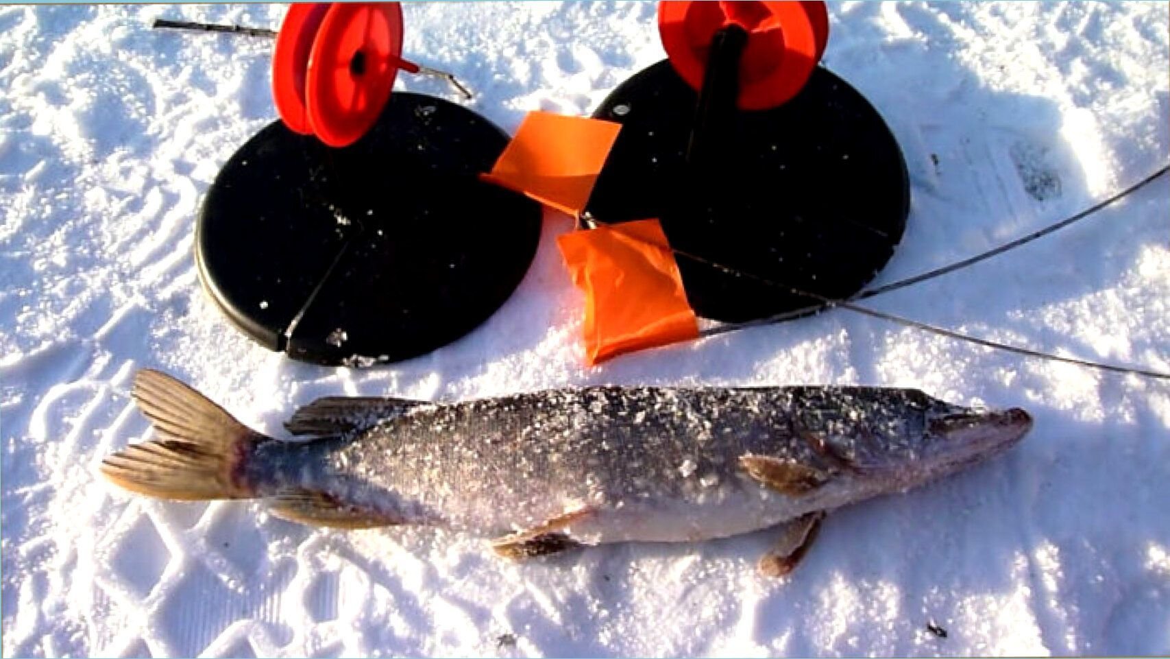 рыбалка на жерлицы зимой на щуку. сигнализатор сработки жерлицы. допустимый размер рыбы разрешенный к вылову в астраханской области. какой штраф за большое количество жерлиц. какой штраф за лишние жерлицы.