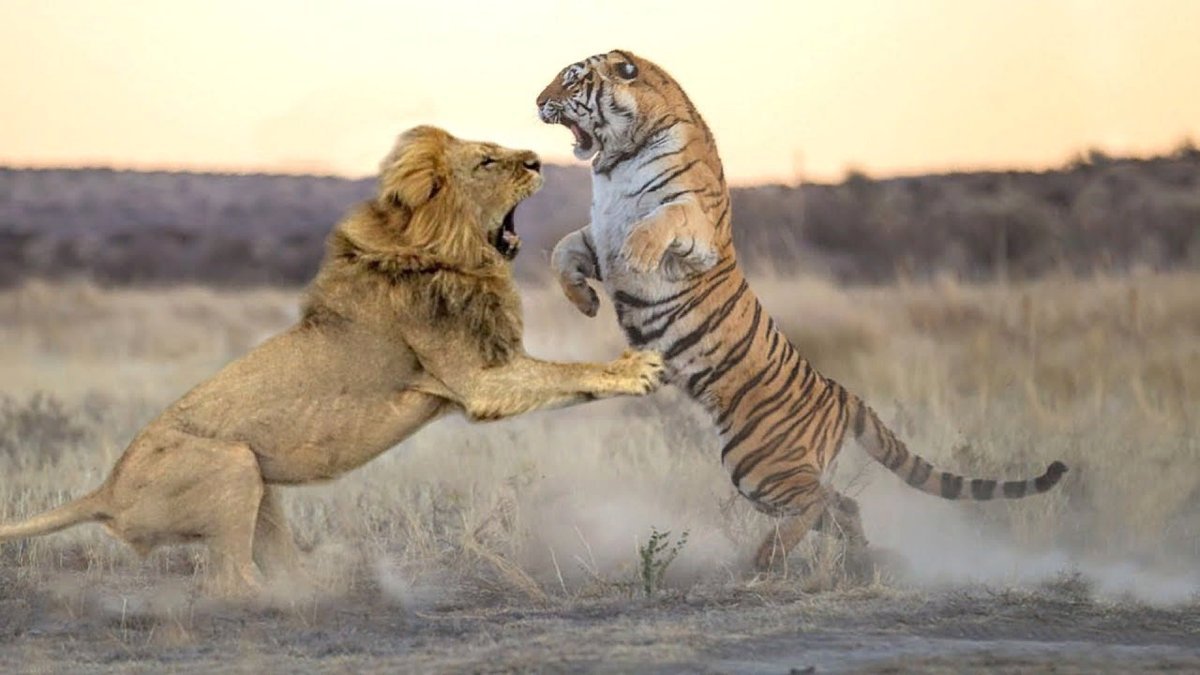 Лев против тигра реальные битвы
