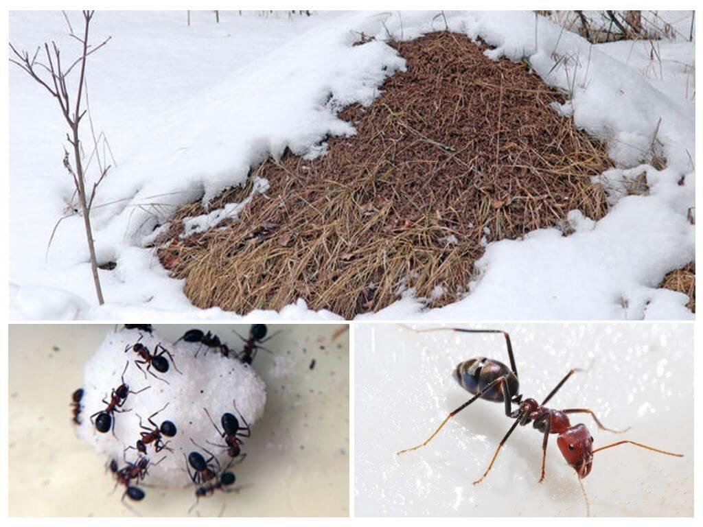 Вышли муравьи после зимней стужи. Насекомые зимой. Насекомые после зимы. Муравейник зимой. Зимовка насекомых.