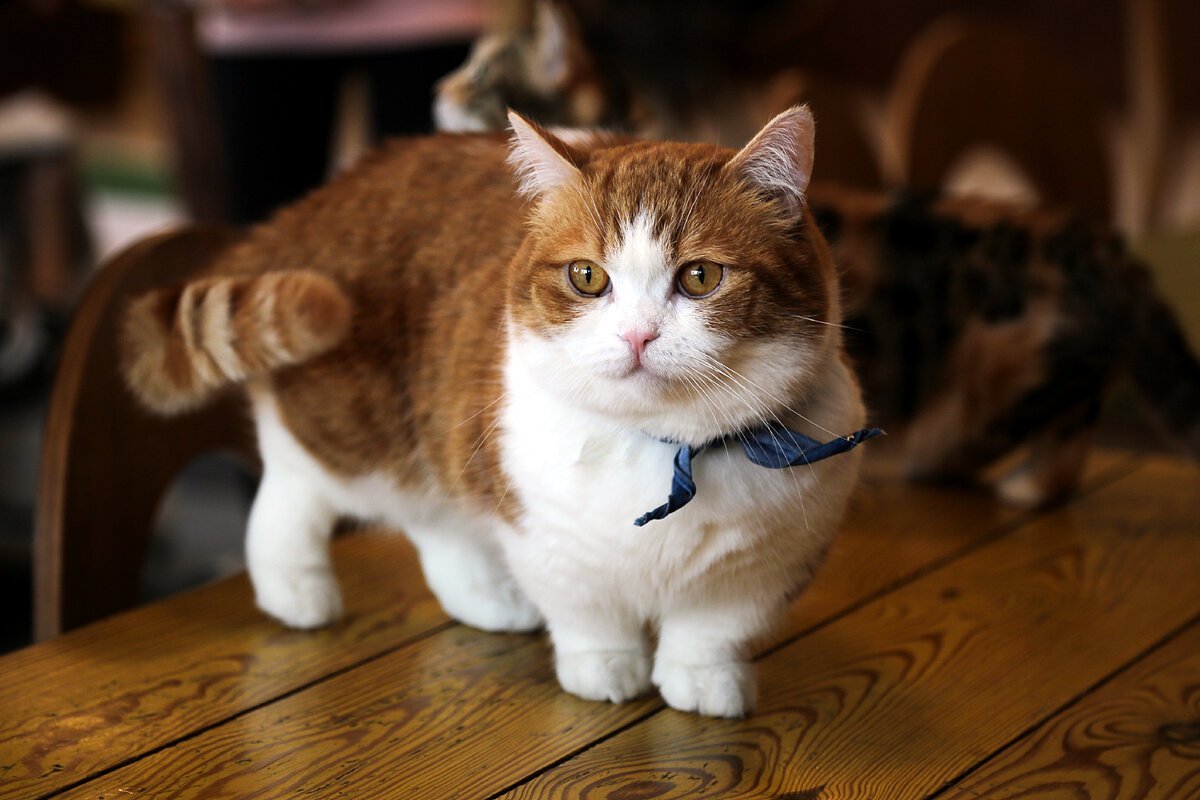 Манчкин кот рыжий