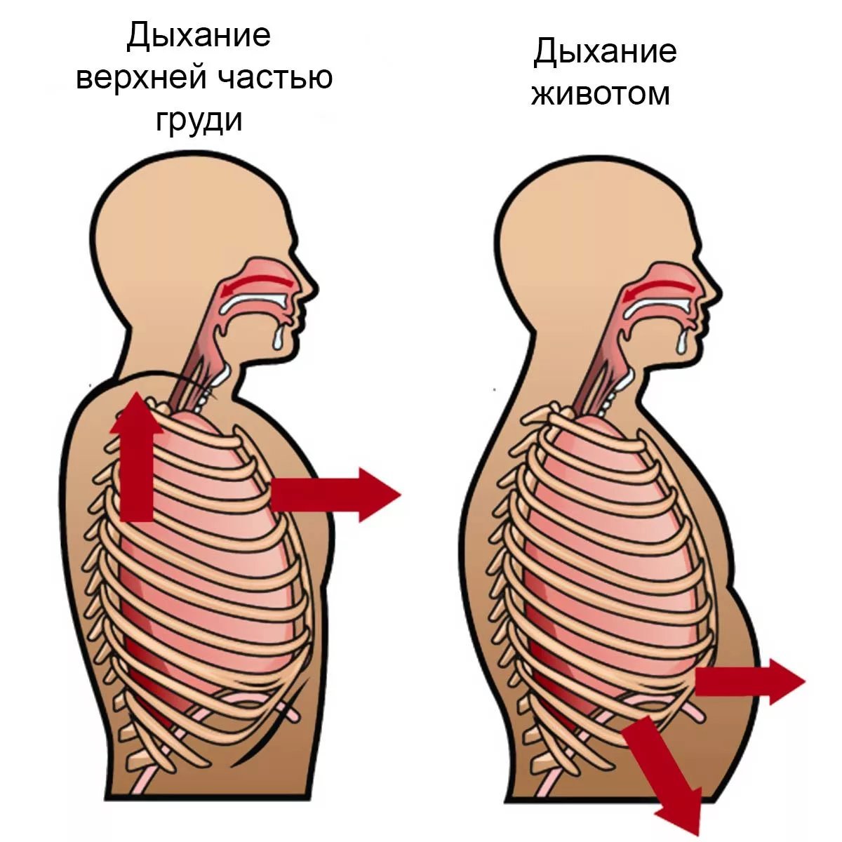 Дыхание диафрагмой схема