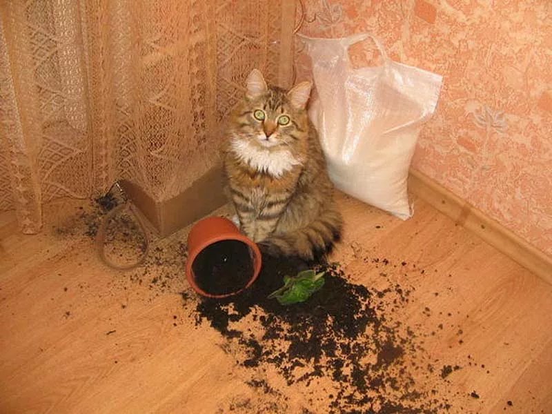 😸!  ,   - | , ,   |  Mail.ru