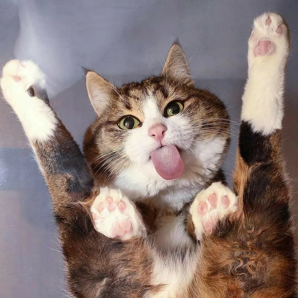 Смешной кот