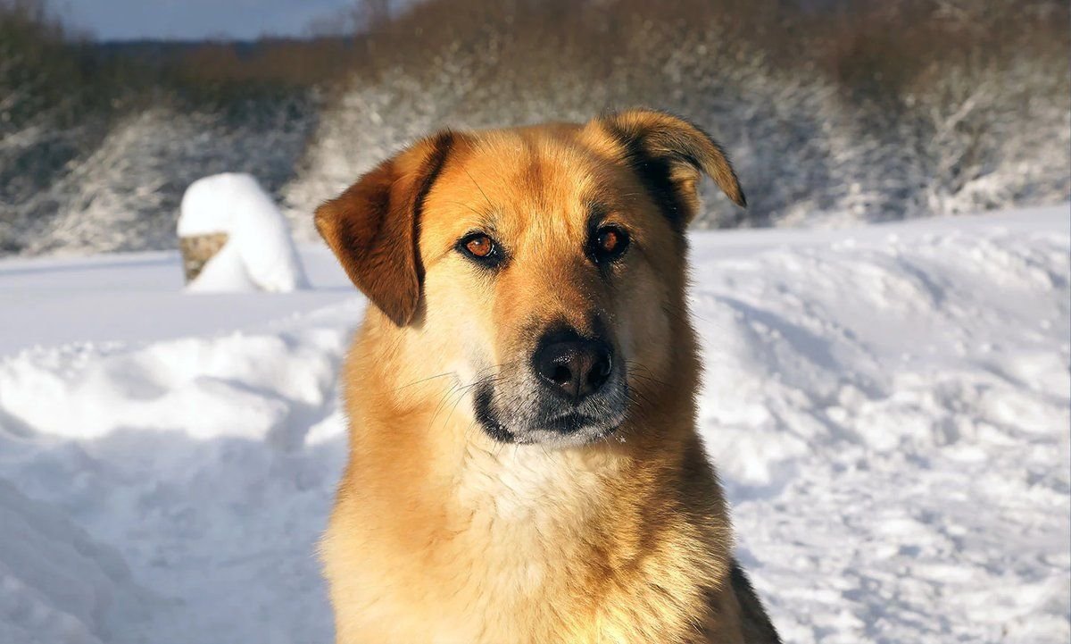 Чинук собака фото белый коричневый