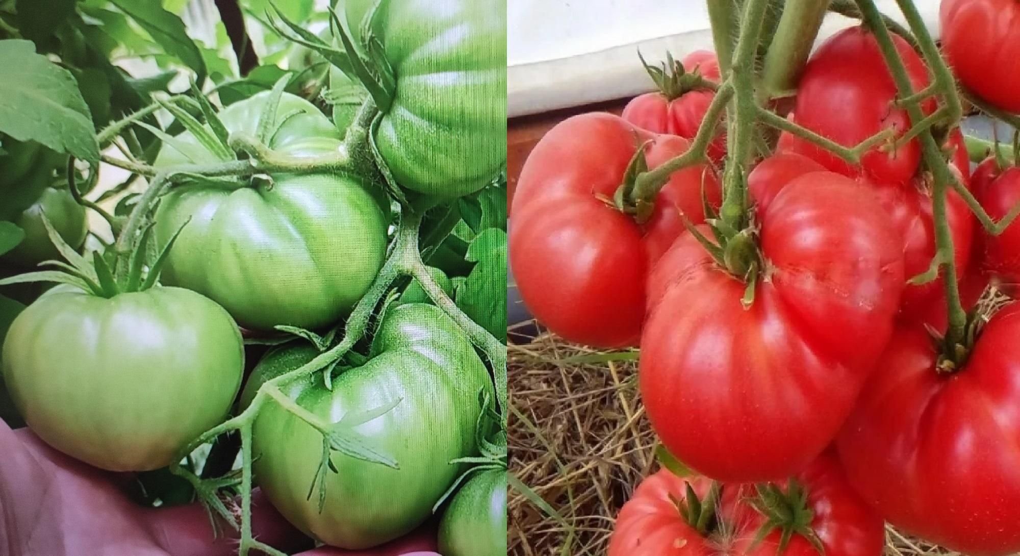 помидоры любаша описание сорта фото