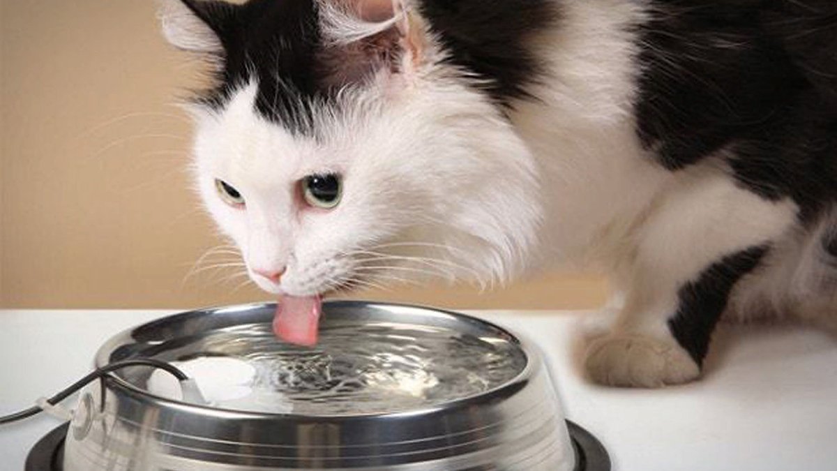 Кошки пьют лапой. Кот пьет воду. Котик пьет воду из миски. Кот лакает. Котёнок пьёт из миски.