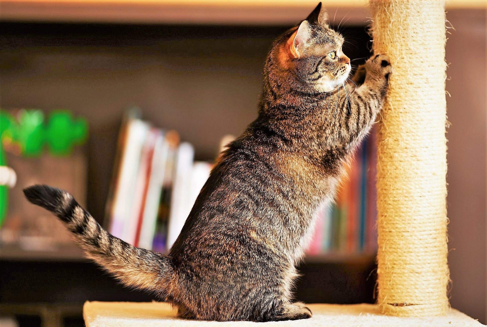 кот дерет когтеточку. кот царапает когтеточку. кот дерет когтеточку. когтеточка kd066. кот точит когти.