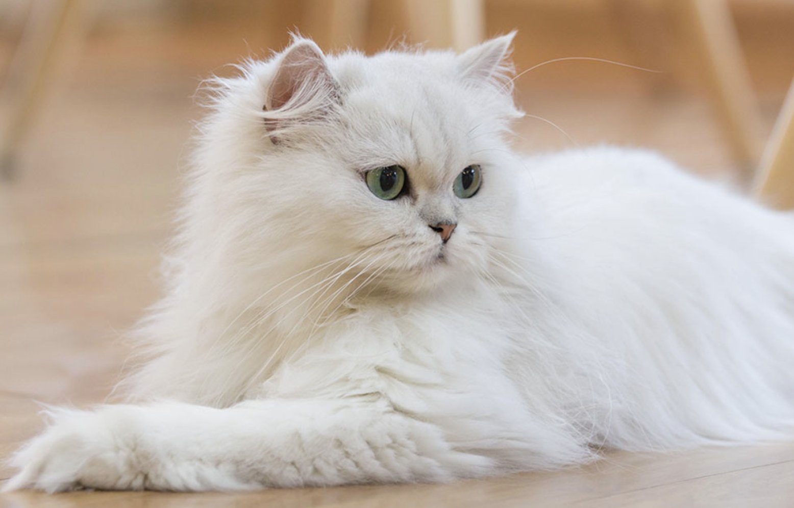Персидская кошка белая классика