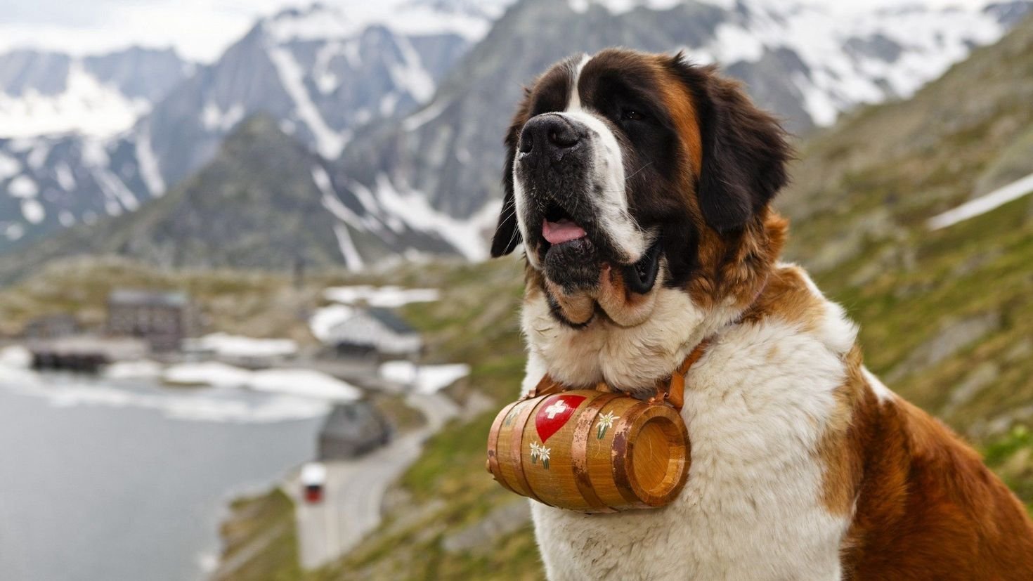 Собака будучи. Сенбернар. Сенбернар (Saint Bernard). Шотландский Сенбернар. Тибетский Сенбернар.