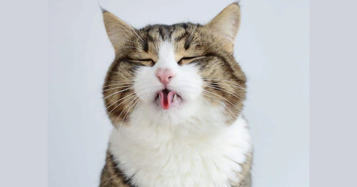 Кошка высовывает язык. Котик показывает язык 600х600