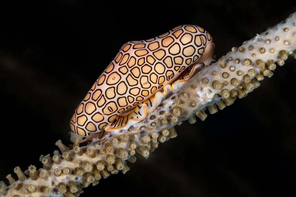 Моллюск «язык Фламинго» (Cyphoma gibbosum)