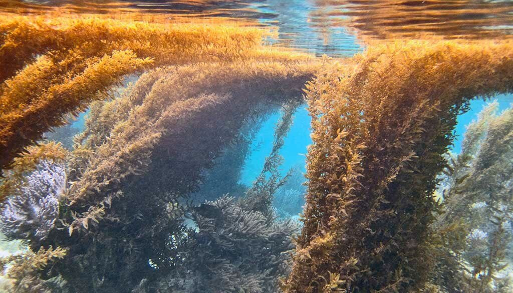 Растительный ковер на поверхности моря. Саргассово море водоросли саргассум. Саргасса бурая водоросль. Бурые водоросли саргассум. Саргассово море бурые водоросли.