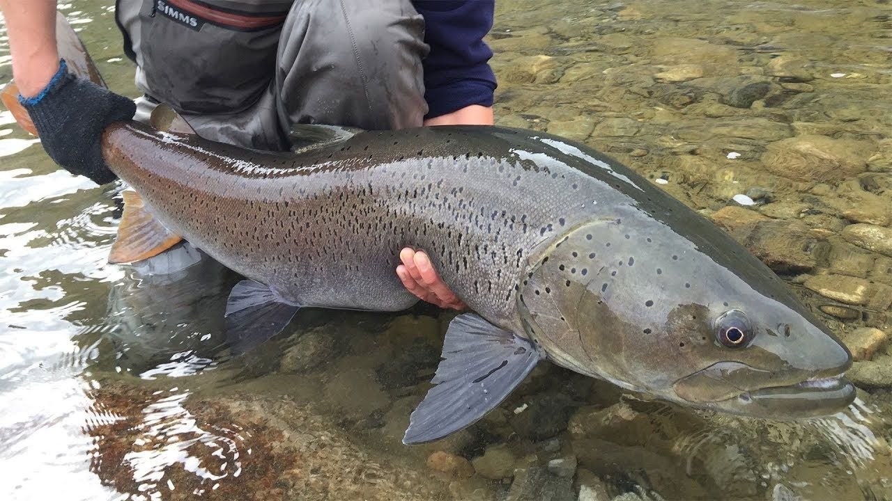 какая рыба водится в казахстане